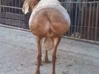 Хуц, Saryarka sheep — 4 зураг