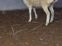 Ram, Sheep — photo 1
