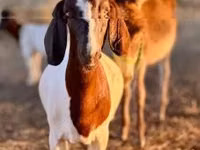 عنزة, Boer goat — الصورة 5