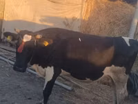 母牛, Wild yak — 照片 1