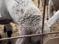 Widder, Tsigai sheep — Foto 1