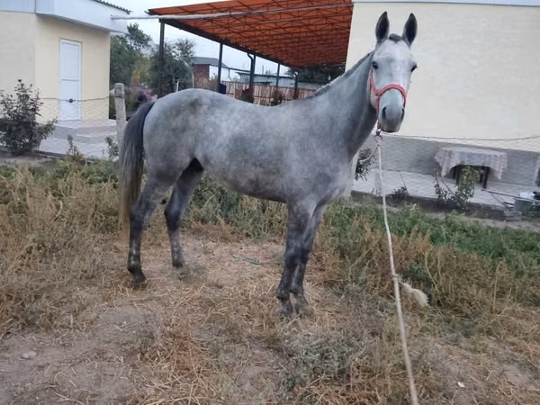 Horse (M), Thoroughbred horse