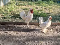 Chickens — الصورة 2