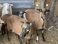 Хонь, Cameroon sheep — 2 зураг