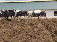 بقرة, Russian Black pied cattle — الصورة 1