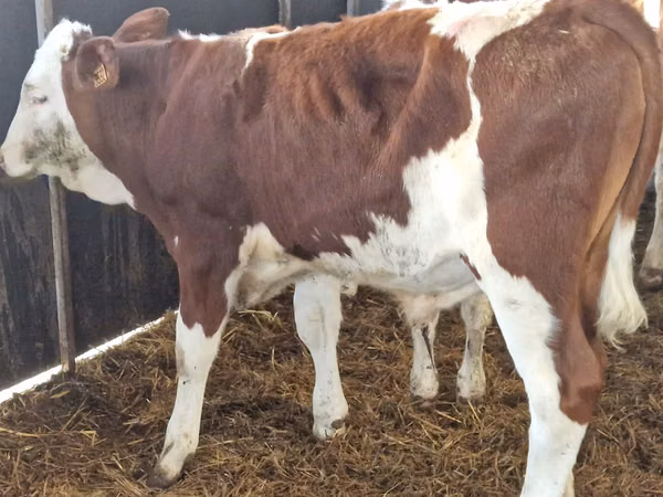 Cattle (batch, sex not specified), Simmental cattle