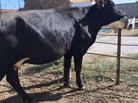 母牛, Holstein breed — 照片 2