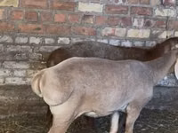 Oveja, Edilbay sheep — foto 2