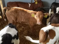 أبقار (دفعة، الجنس غير محدد), Simmental cattle — الصورة 5