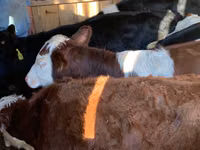 Cattle (batch, sex not specified), Simmental cattle — photo 4