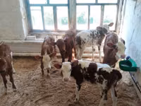 सांड, डेनिश लाल गाय — फ़ोटो 3