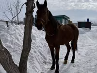 घोड़ा, Horse breed — फ़ोटो 2