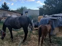 Yegua, Caballos — foto 4