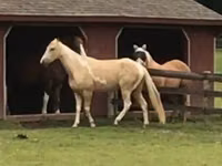 Caballo, Racking Horse — foto 2