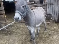 Horse (M), Horses — photo 1