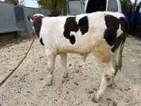 Bulle, Russian Black pied cattle — Foto 3