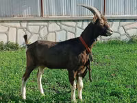 बकरी, Toggenburg goat — फ़ोटो 3