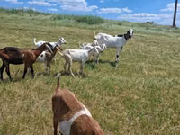 Goat, Nubian Goat — photo 4