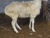 Ram, Sheep — photo 2