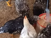 Chickens — الصورة 3