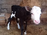 Kuh, Russian Black pied cattle — Foto 1