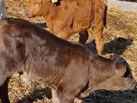 Үхэр (бүлэг, хүйс заагаагүй), Simmental cattle — 5 зураг