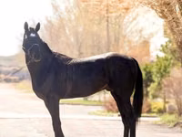 घोड़ा, Thoroughbred horse — फ़ोटो 4