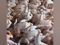 Chickens — Foto 2