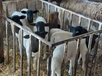 Хонь, Dorper sheep — 2 зураг