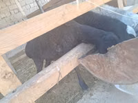 Oveja, Ovejas — foto 1
