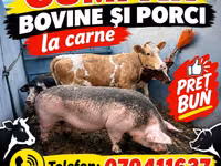 Үнээ, Simmental cattle — 1 зураг