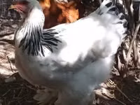 Brahma — foto 2