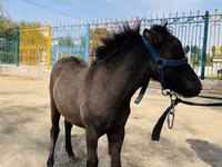 Caballos (lote, sexo no especificado), Australian Pony — foto 2
