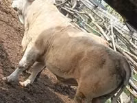 Bulle, Simmental cattle — Foto 6