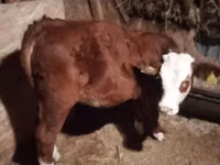 母牛, Limousin cow — 照片 1