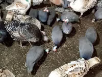 Turkeys — फ़ोटो 1