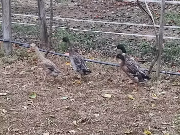 Indian Runner