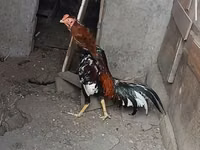 Chickens — foto 1