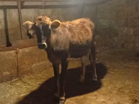 गाय, अज़रबैजान ज़ेबू — फ़ोटो 6