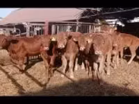 公牛, Cattle — 照片 2