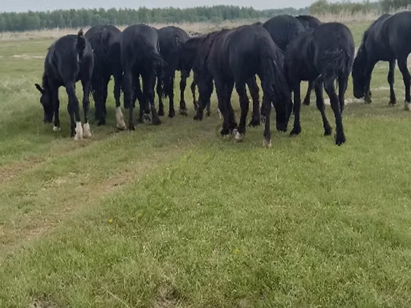 Адуу, Адуу
