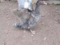 Ducks — 照片 3