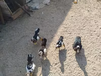 Domestic Muscovy — photo 2