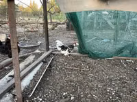 Chickens — 1 зураг