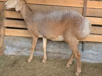 Oveja, Arashan sheep — foto 3