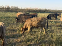 Bulle, Swiss cattle — Foto 6