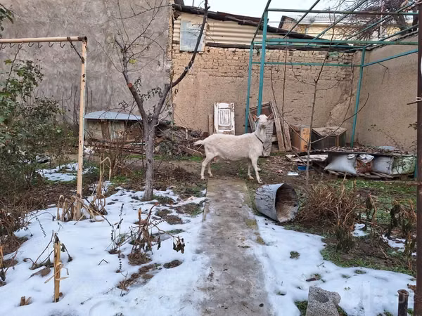 बकरी, Saanen goat