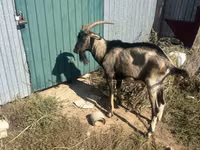 बकरा, Alpine goat — फ़ोटो 2