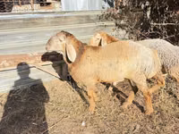 मेढ़ा, Edilbay sheep — फ़ोटो 4