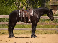 Caballo, Friesian — foto 3